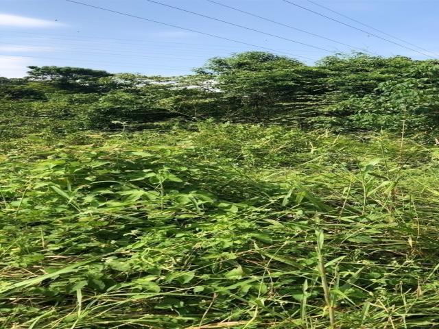 Terreno para Alquiler en Guayaquil - 4