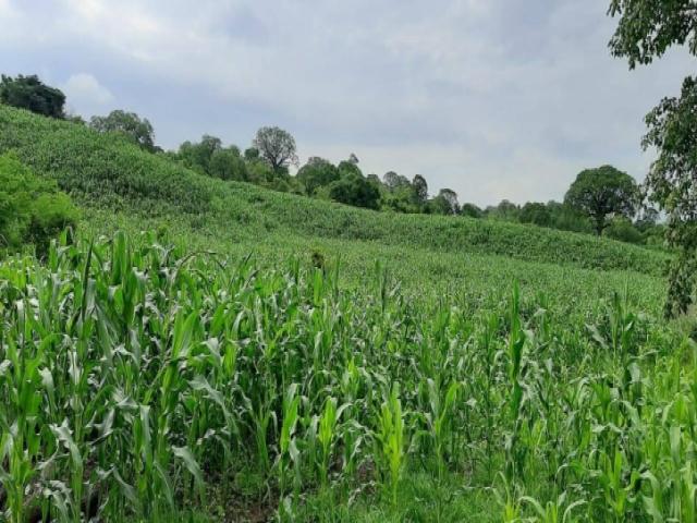 Hacienda en venta 150HA. - Cerecita - Prov del Guayas