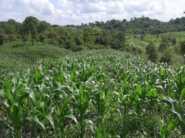 Hacienda en venta 150HA. - Cerecita - Prov del Guayas