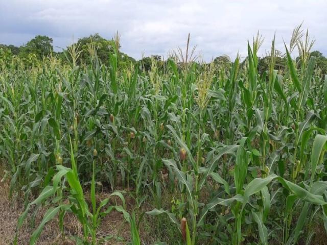 Hacienda en venta 150HA. - Cerecita - Prov del Guayas