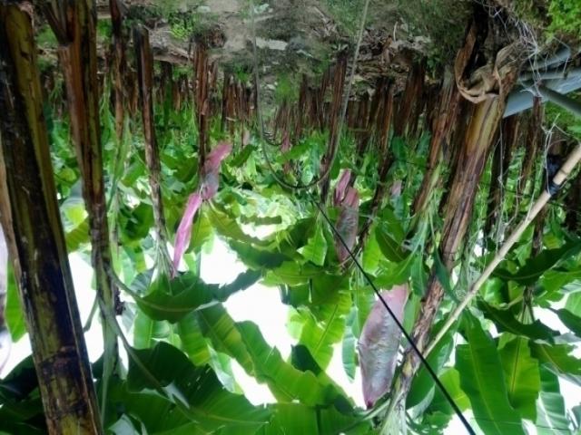 Venta hacienda 33ha banano y cacao, Pasaje, El Oro, Ecuador