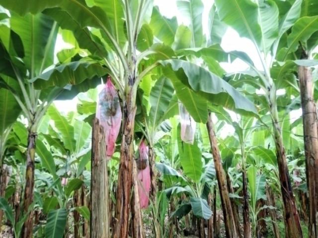 Venta hacienda 33ha banano y cacao, Pasaje, El Oro, Ecuador