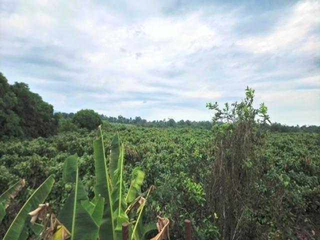Venta hacienda 33ha banano y cacao, Pasaje, El Oro, Ecuador