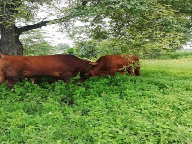HACIENDA EN VENTA 34.5 HECTAREAS - 19HAS. ARROZ / 1HA. CACAO