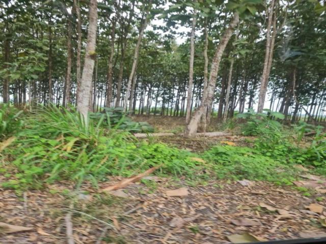 #4438 - Hacienda para Venta en La Troncal - F