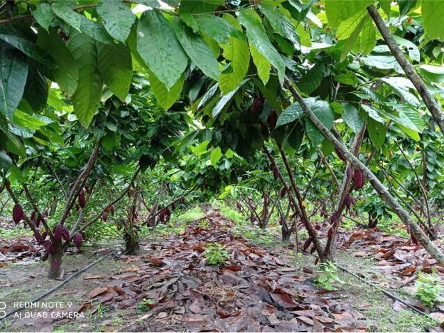 EN VENTA FINCA 119 HECTÁREAS- PROV- LOS RIOS - SECTOR BUCAY