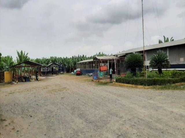 BANANERA EN VENTA 102 HECTAREAS - PROV LOS RIOS - CANTÓN BA